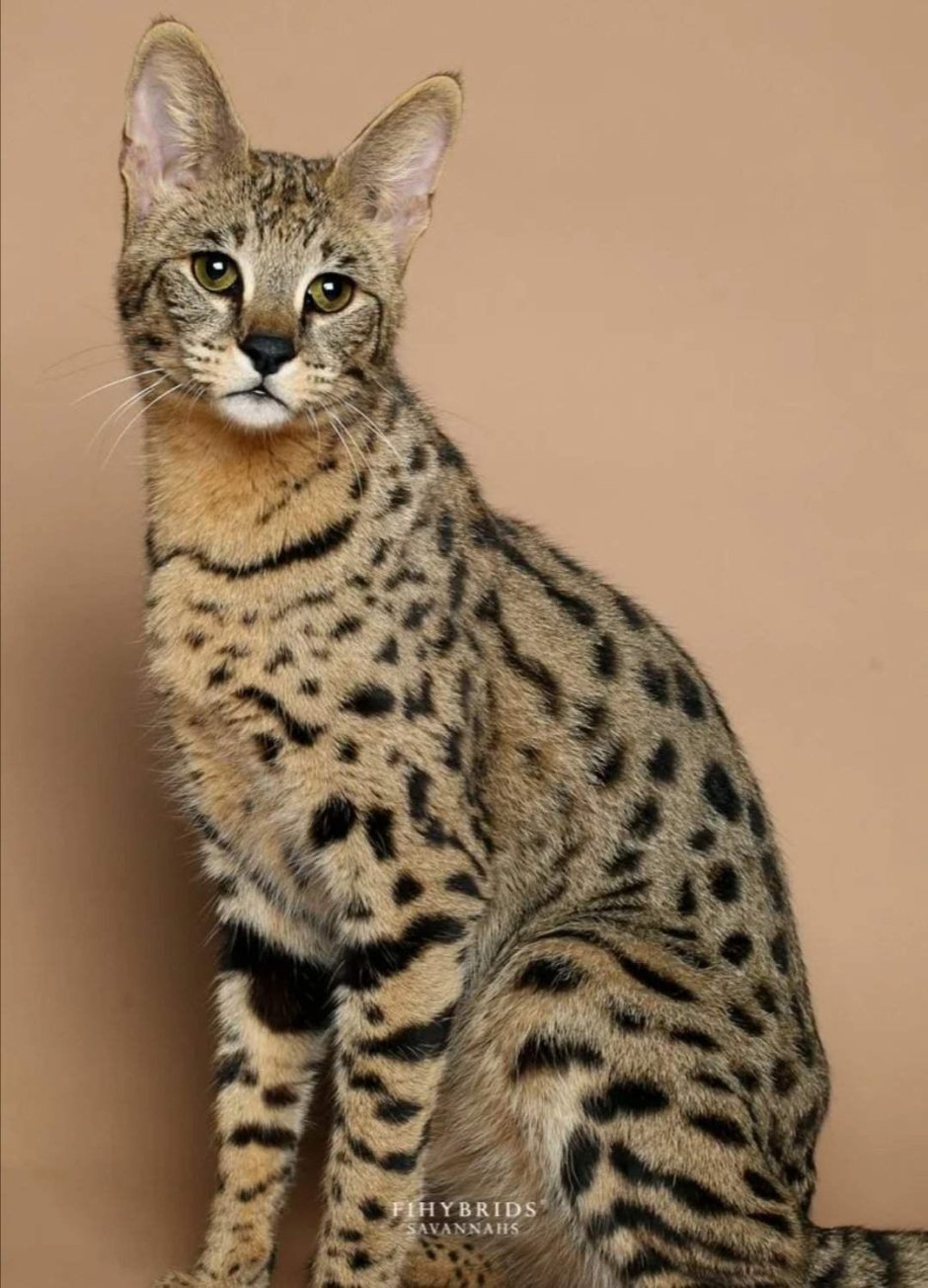 Саванна Ашера кошка