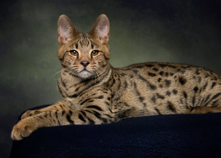 Саванна кошка злая