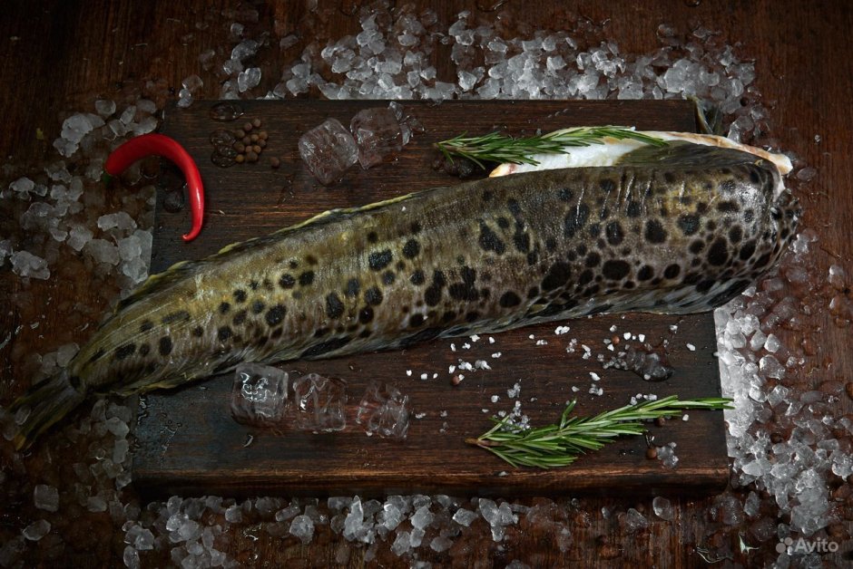 Зубатка Кардинал рыба