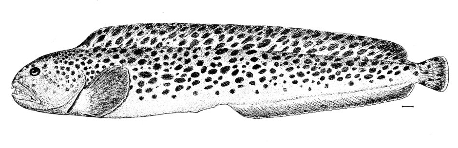 Стейки зубатки пестрой ~ 1кг
