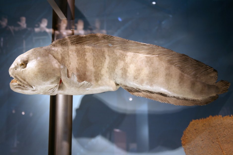 Рыба зубатка Черноморская