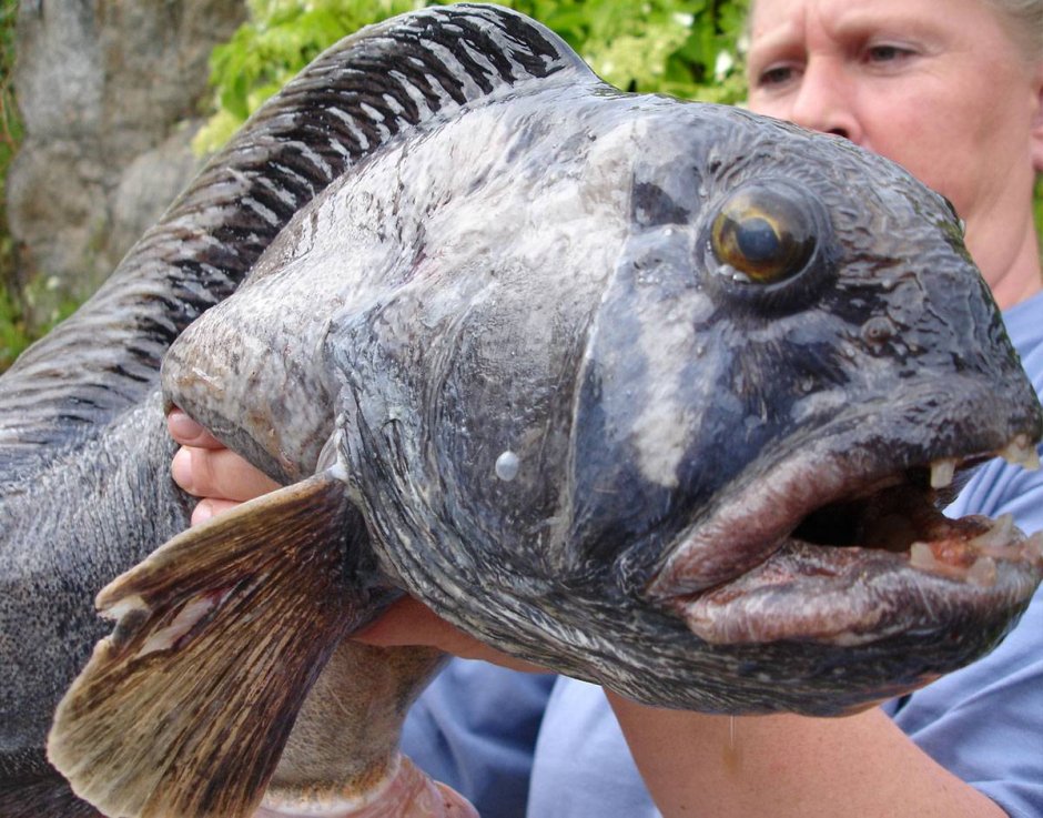 Пятнистая зубатка