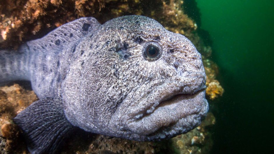 Рыба зубатка пестрая