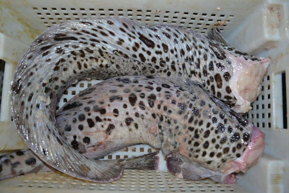 Рыба зубатка пятнистая