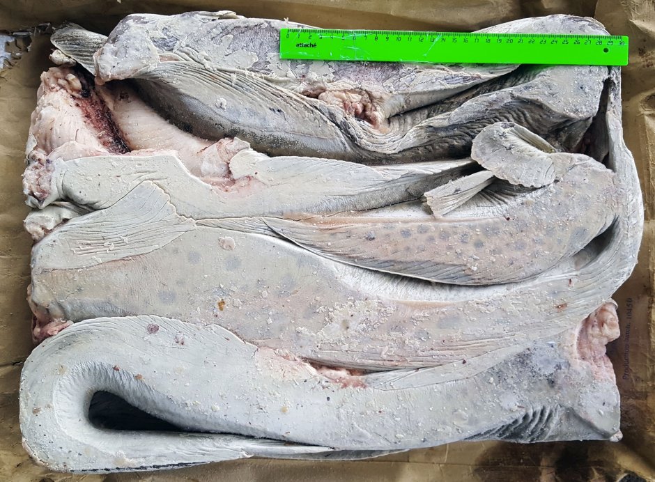 Рыба зубатка полосатая