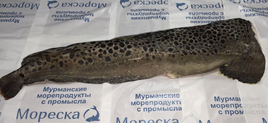 Икра зубатки