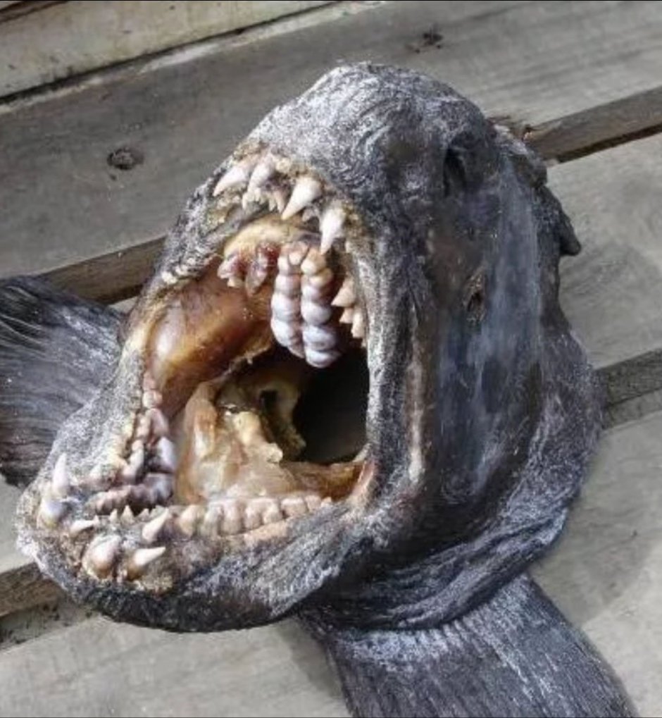 Зубатка рыба стейк