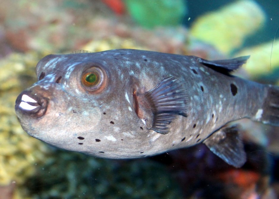 Зубатка Тихоокеанская