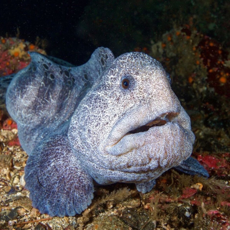 Зубатка горячего копчения