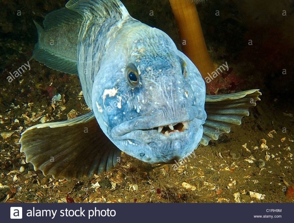 Зубатка пестрая Мурманская