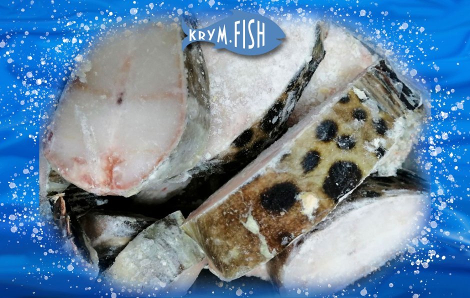 Рыба зубатка пестрая