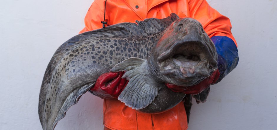 Угревидная зубатка DEAGOSTINI