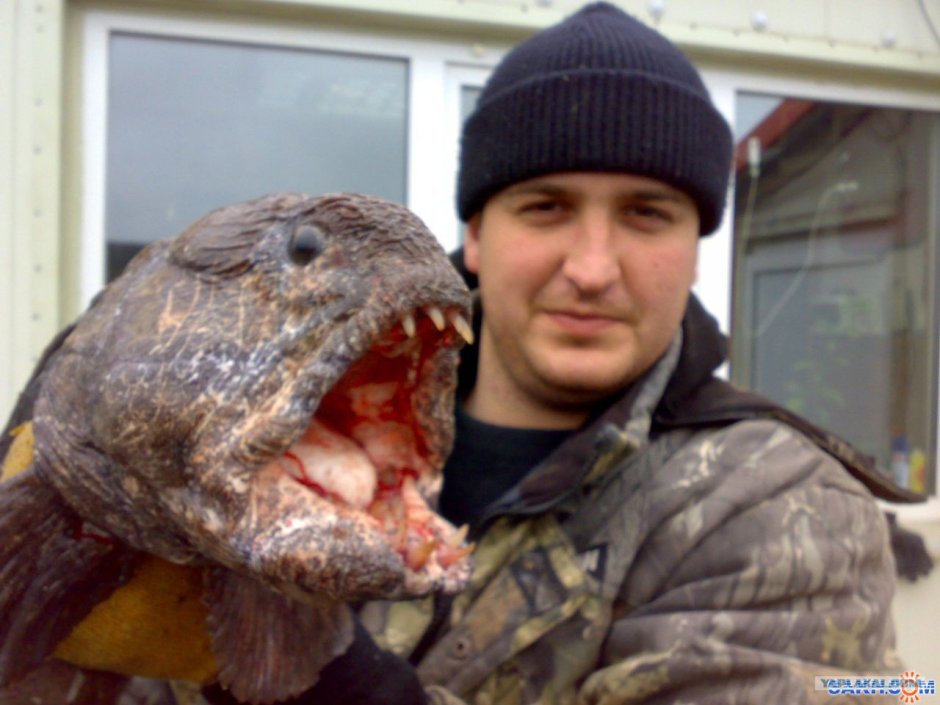 Рыба зубатка пятнистая