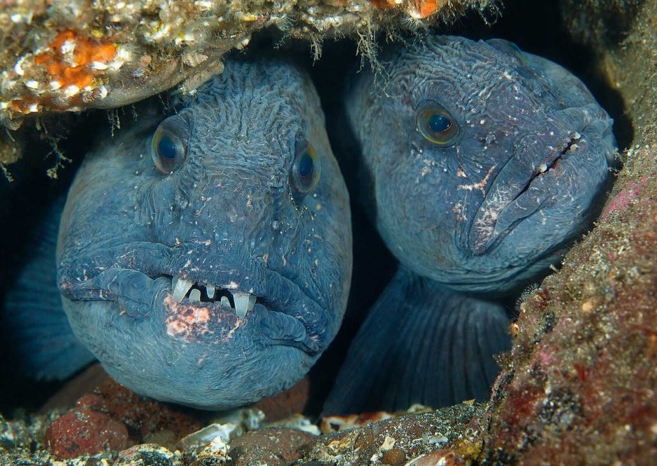 Зубатка синяя и пестрая