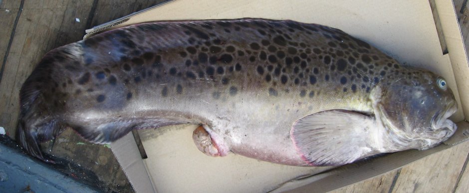 Морской волк рыба зубатка