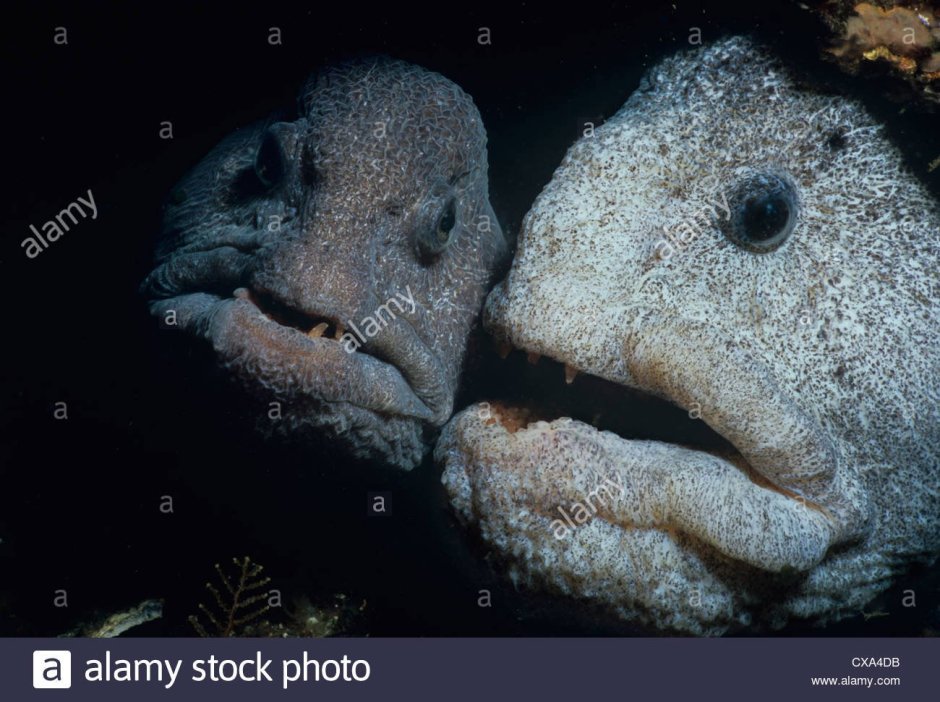 Пятнистая зубатка