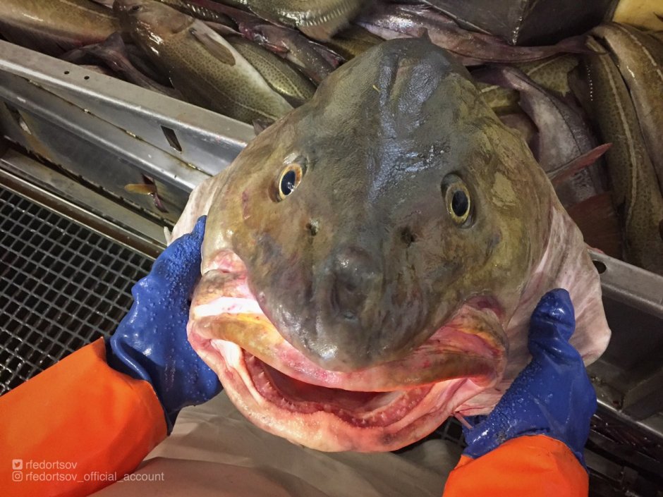 Зубатка палтусовая