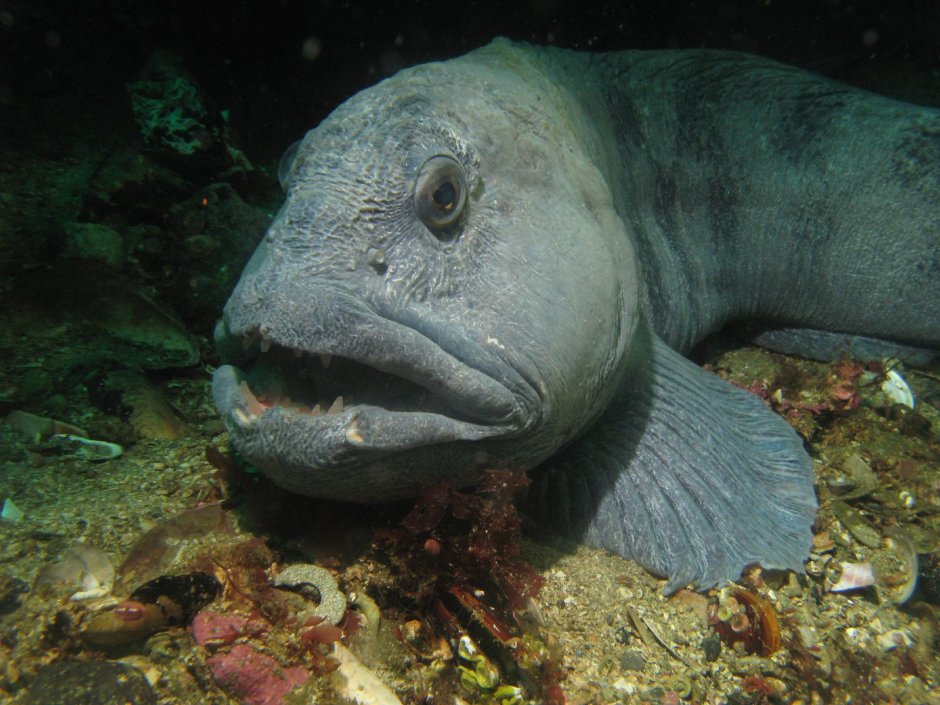 Зубатка Баренцево море