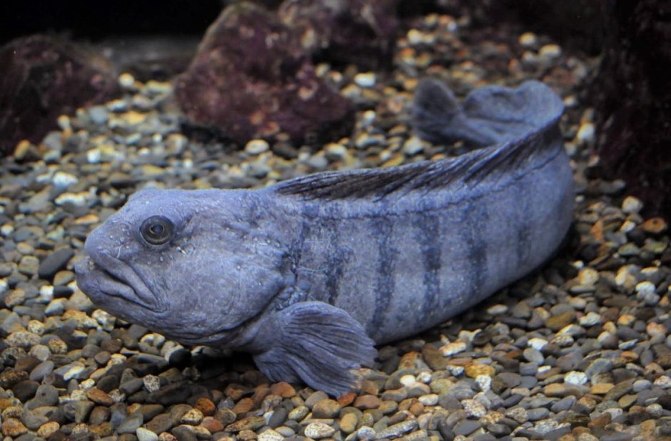 Зубатка синяя стейк ~ 800г