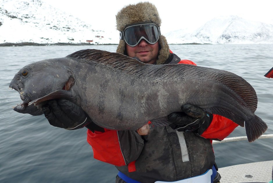 Зубатка тигровая