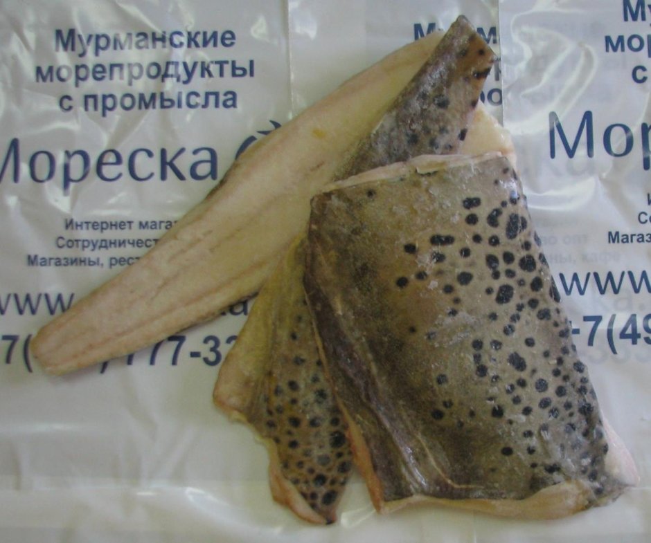 Морская собака зубатка