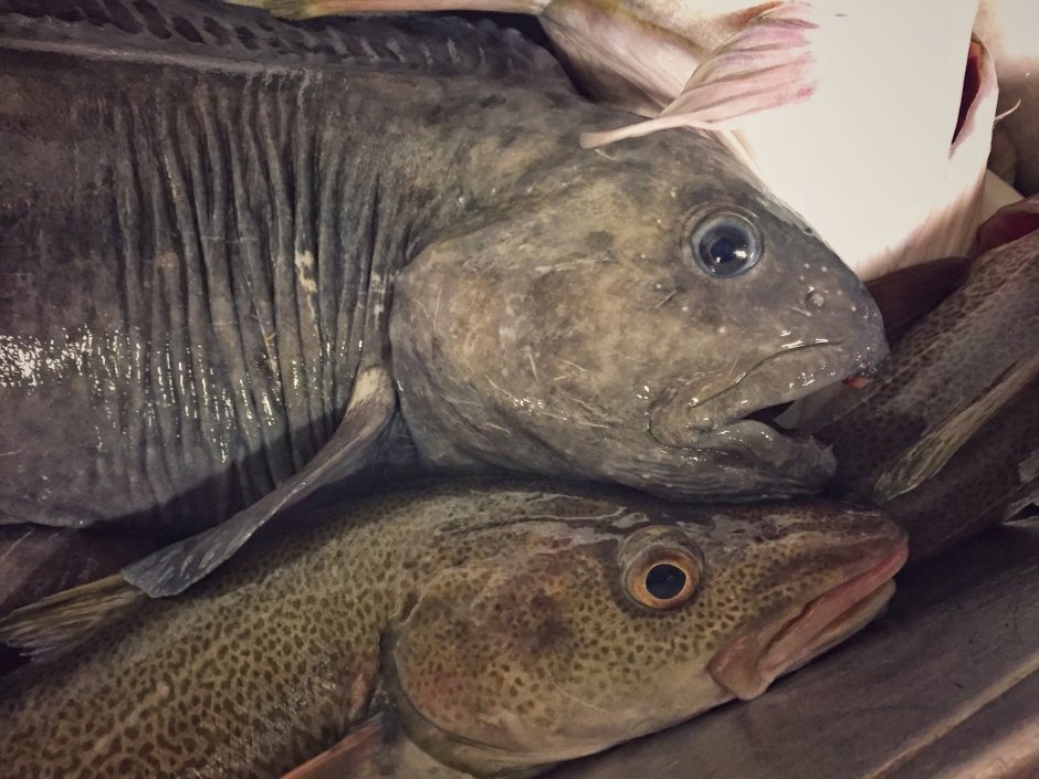 Рыба собака Дальневосточная зубатка