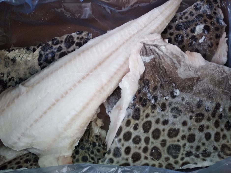 Зубатка тигровая