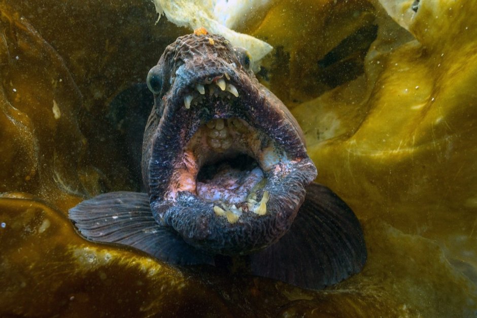 Зубатка Речная