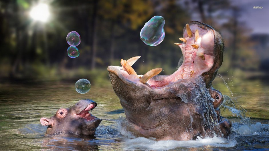 Животные в воде