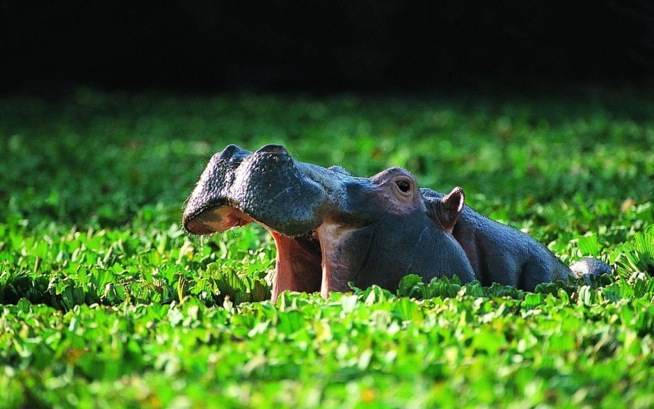 Sparks Hippopotamus 2017