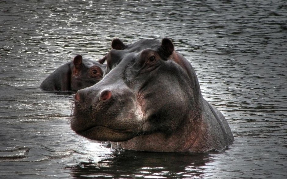 Бегемот в воде