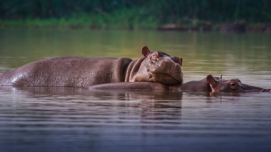 Гиппопотам Hippopotamus, 2018