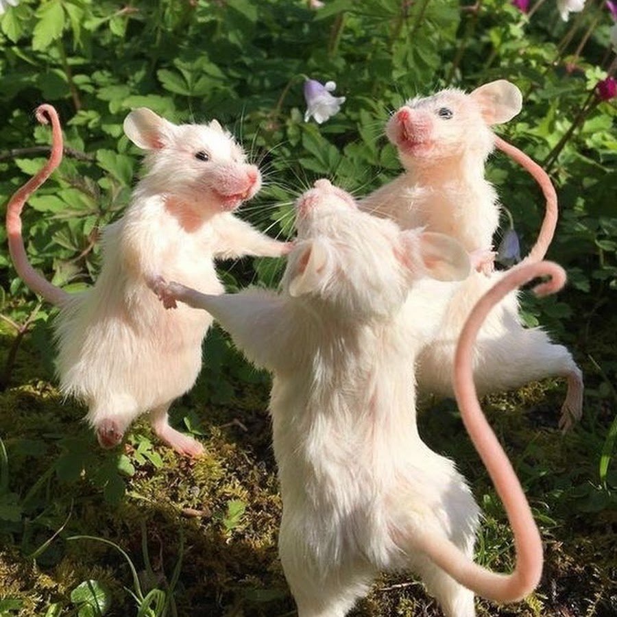 Японские Танцующие мышки