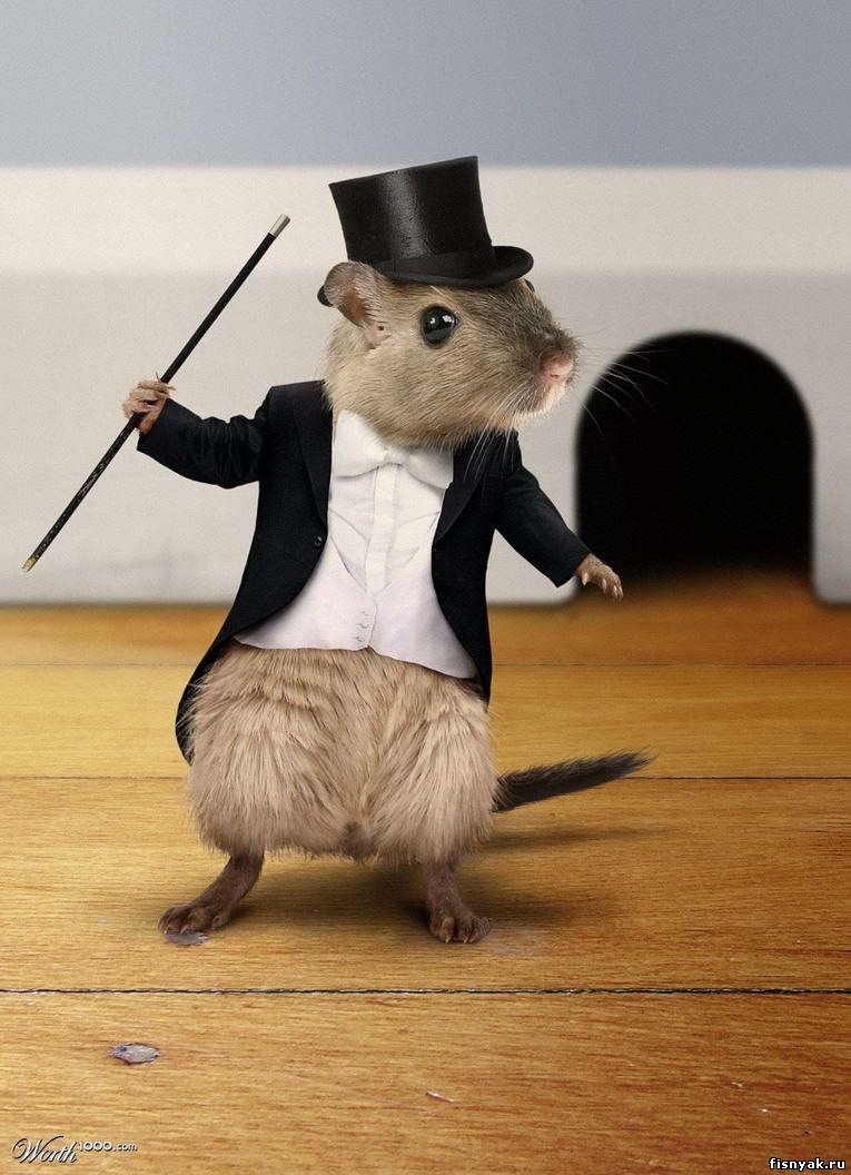 Крыса рисунок