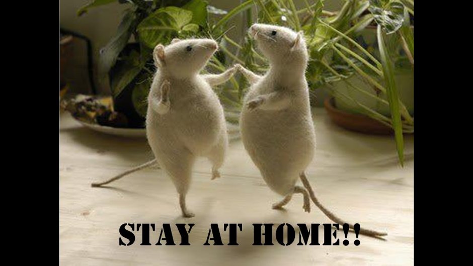 Мышь акварелью