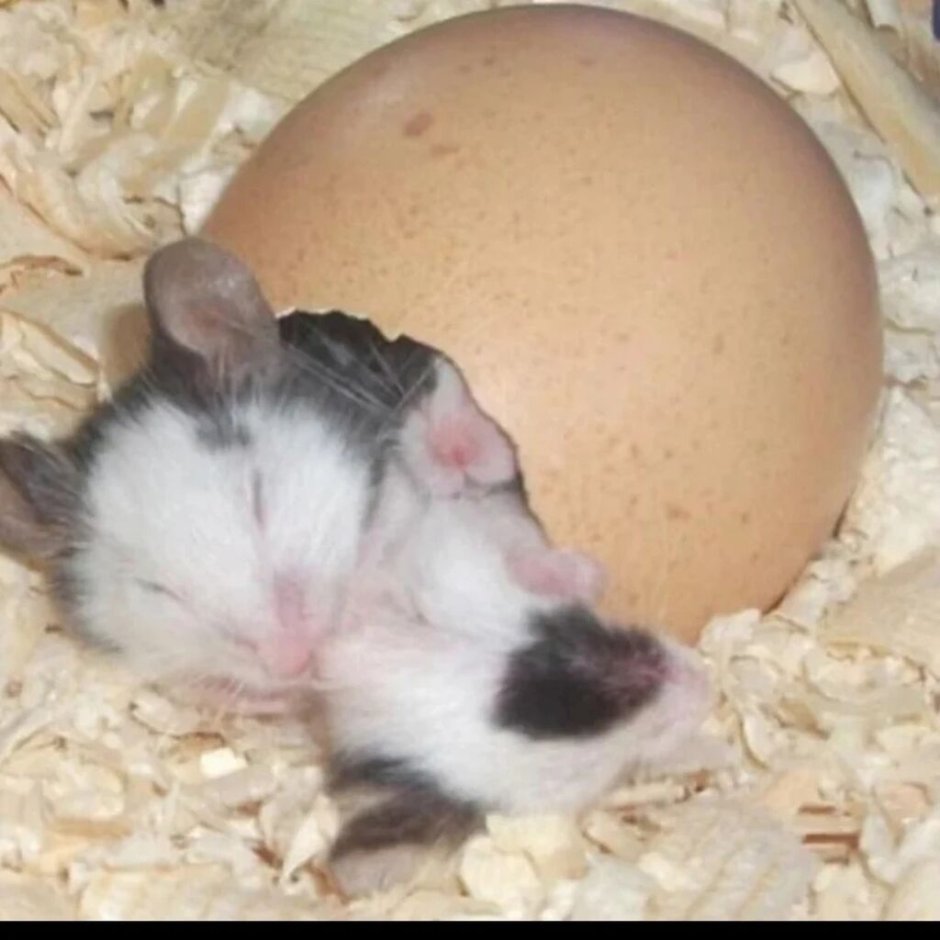 Жирная крыса танцует