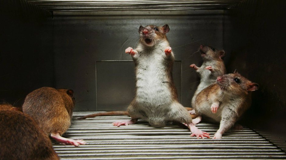 Танцы Японии