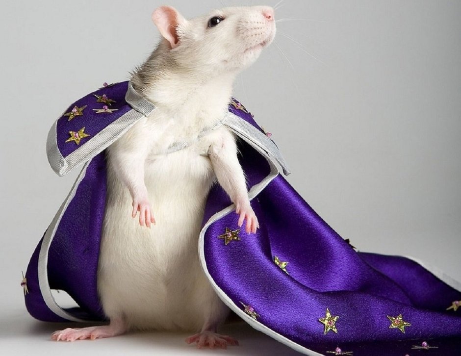 Крыски подружки