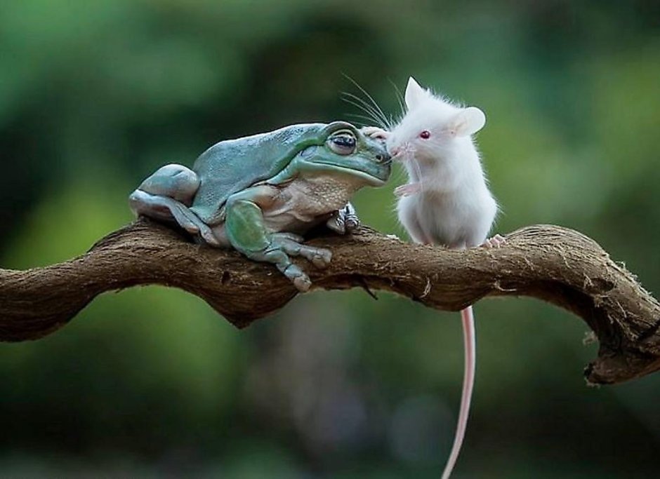 Крыса рыцарь