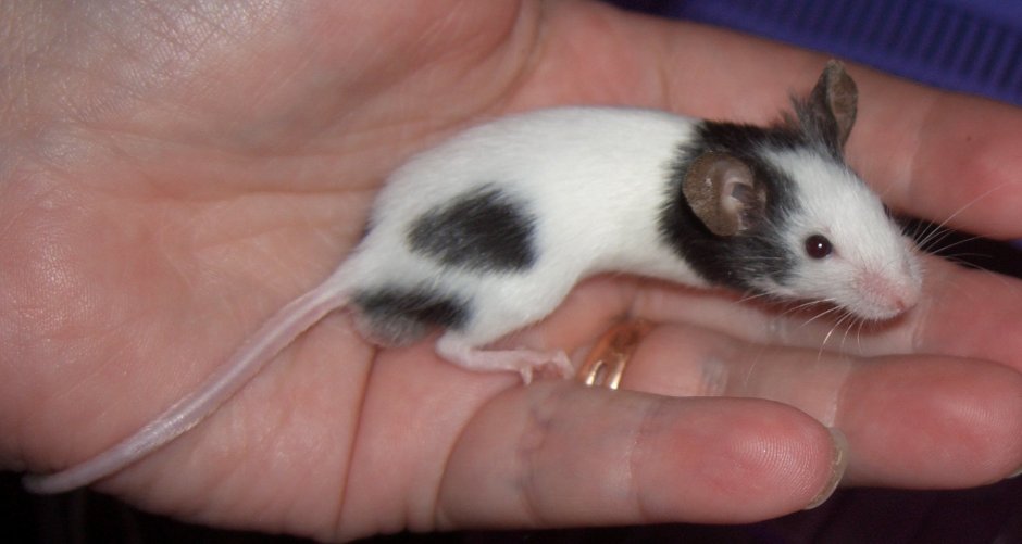 Белая металлическая крыса