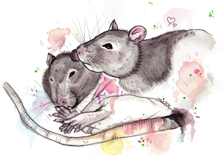 Крыса и жаба