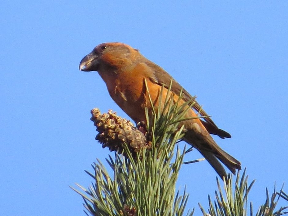 Клёст-Сосновик Loxia pytyopsittacus