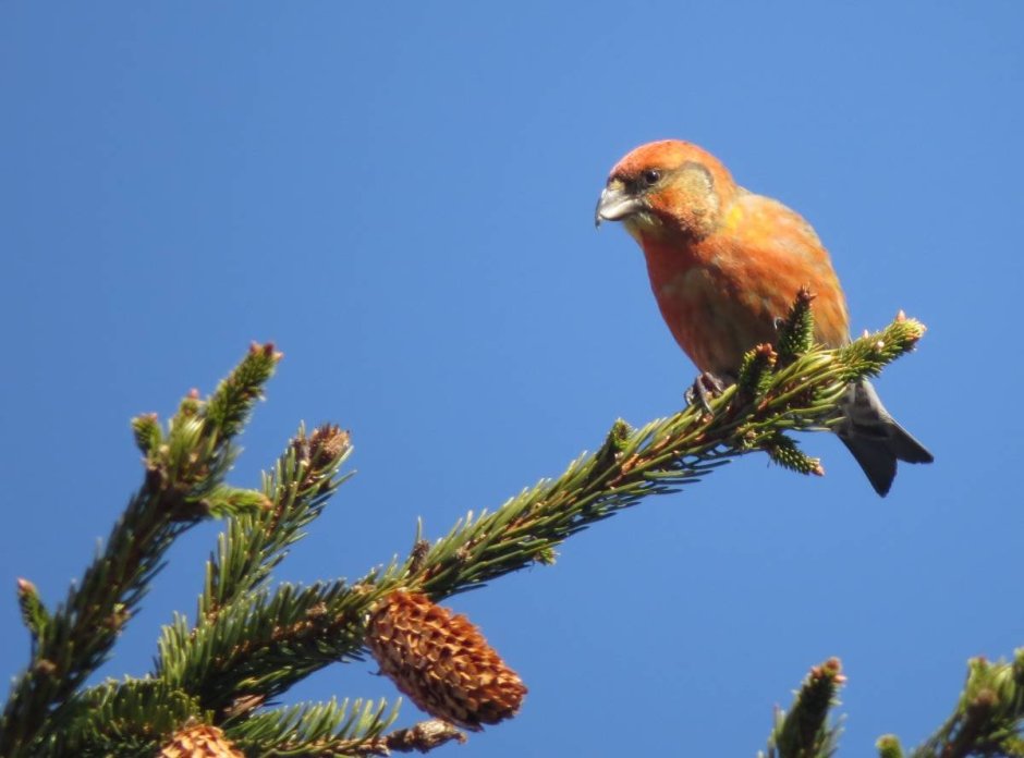 Pine Grosbeak птица