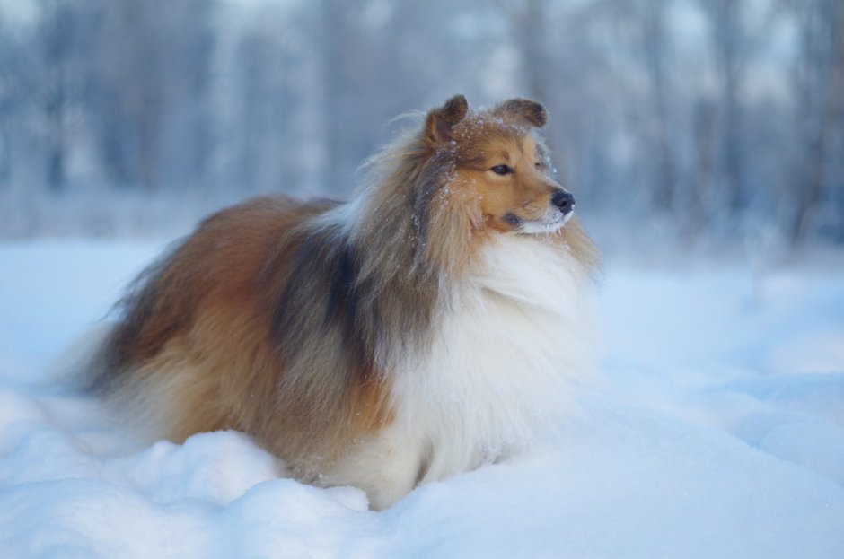 Колли собака Соболиная