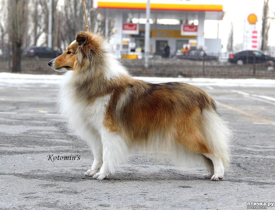 Шелти соболиный мрамор