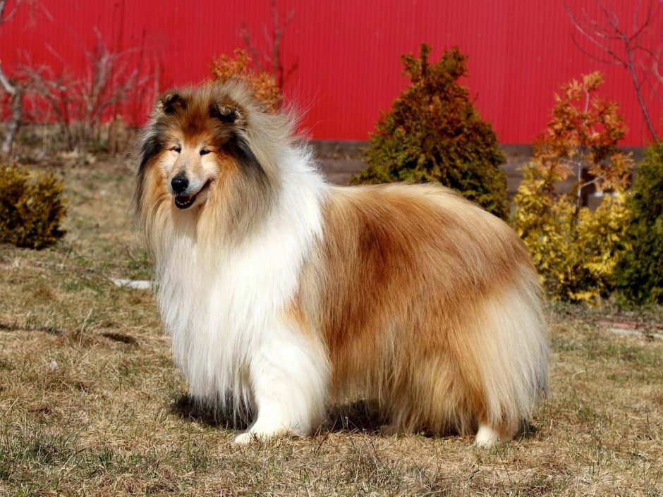Шелти Lythwood Sixsmith