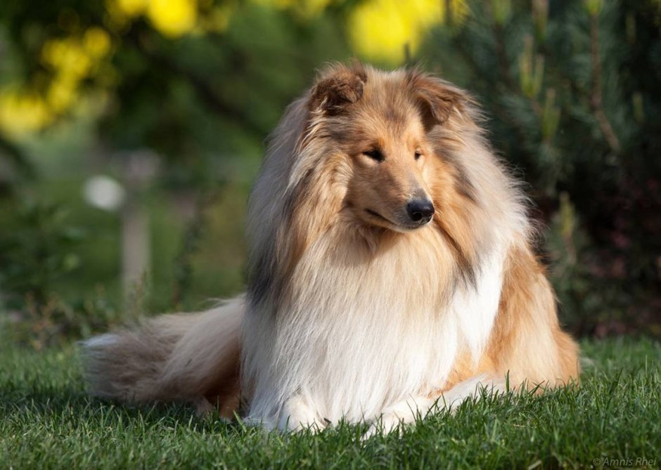Black, Gold White Sheltie Dog