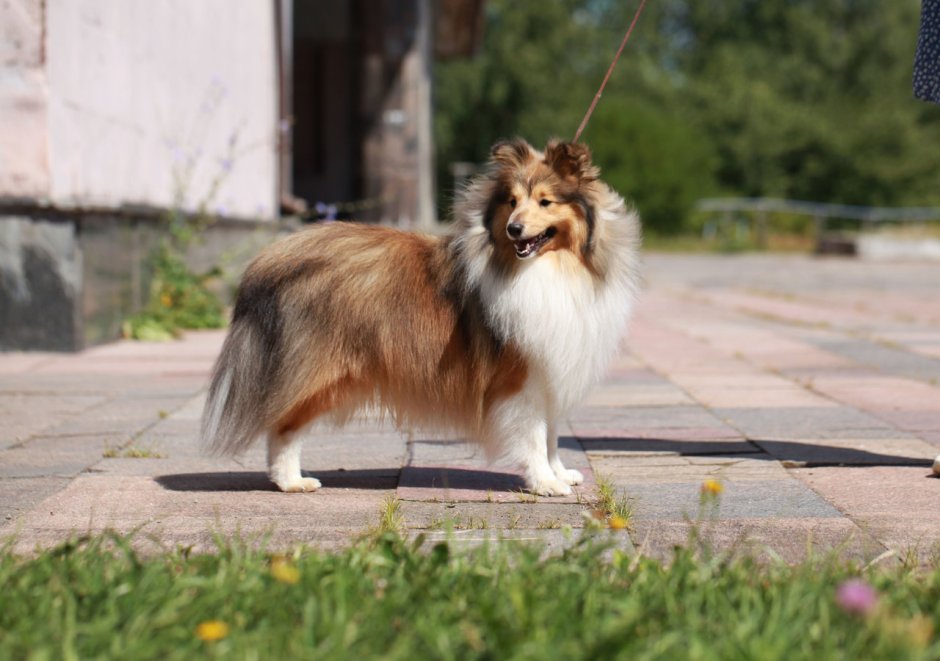 Шелти Коломна
