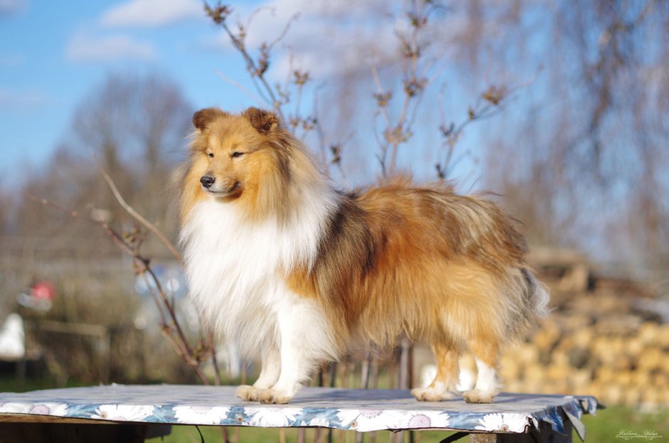 Shetland Sheepdog Sable
