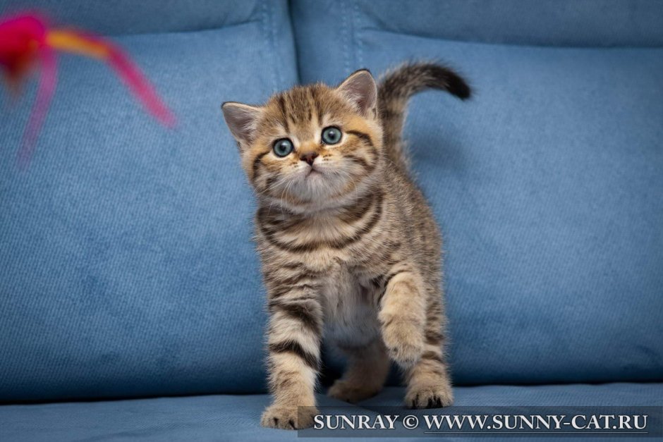 Шотландский Браун табби